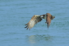 ミサゴ - 2 20181017