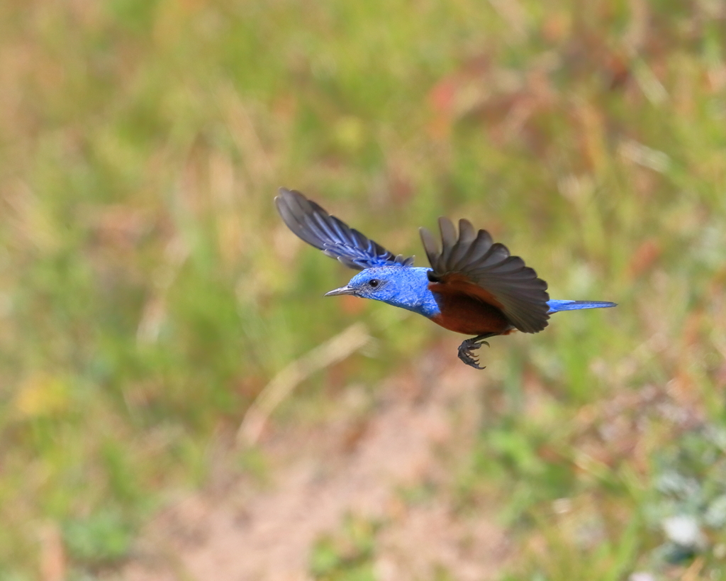 イソヒヨドリ - 1  20200326