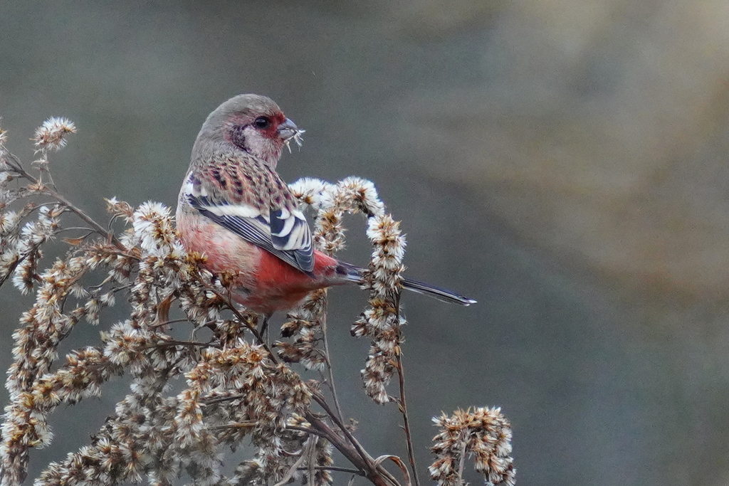 ベニマシコ - 1  20191205