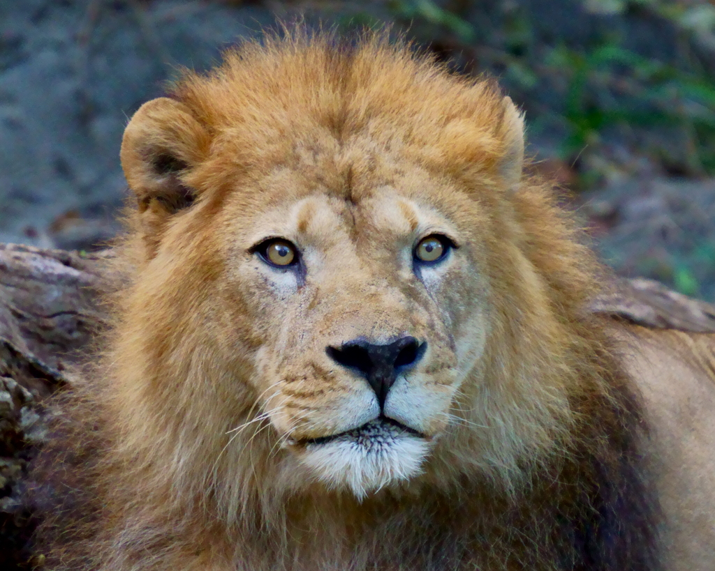 ライオン　20191117