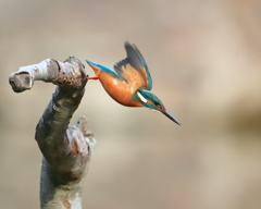 カワセミ - 2  20191219