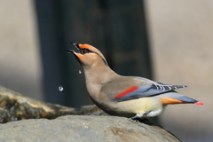 ヒレンジャク 3 20180207