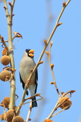 イカル　20180326