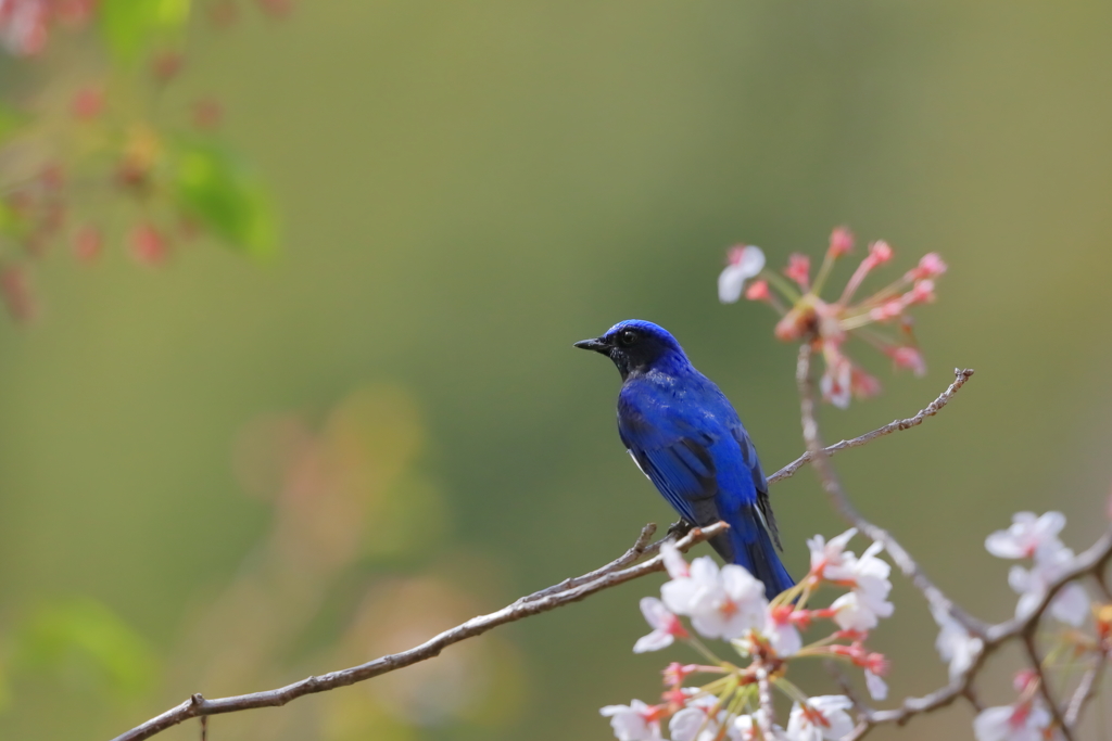 オオルリ - 1　20190412