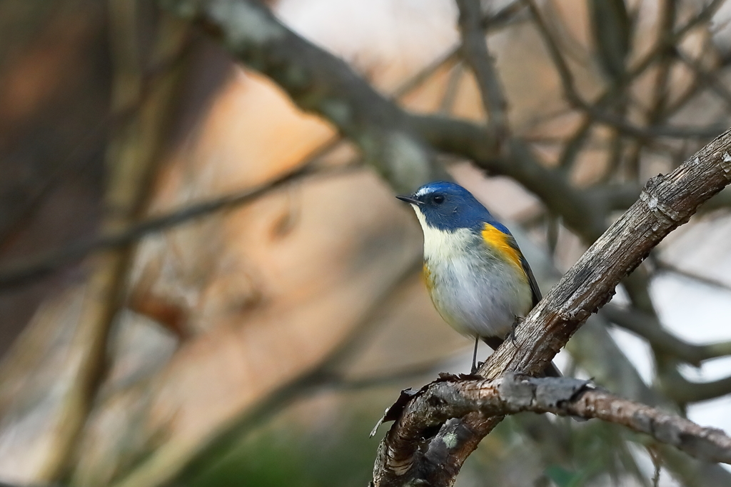 ルリビタキ　20171220