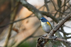 ルリビタキ　20171220