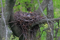 オオタカ　20190425