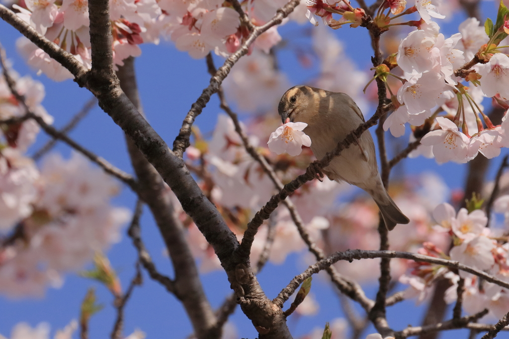 ニュウナイスズメ　20190406