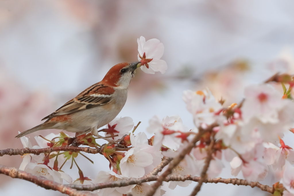 ニュウナイスズメ - 2  20190407