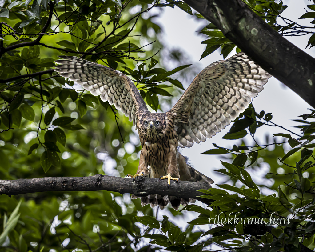 オオタカ(幼鳥) - 2  20220624