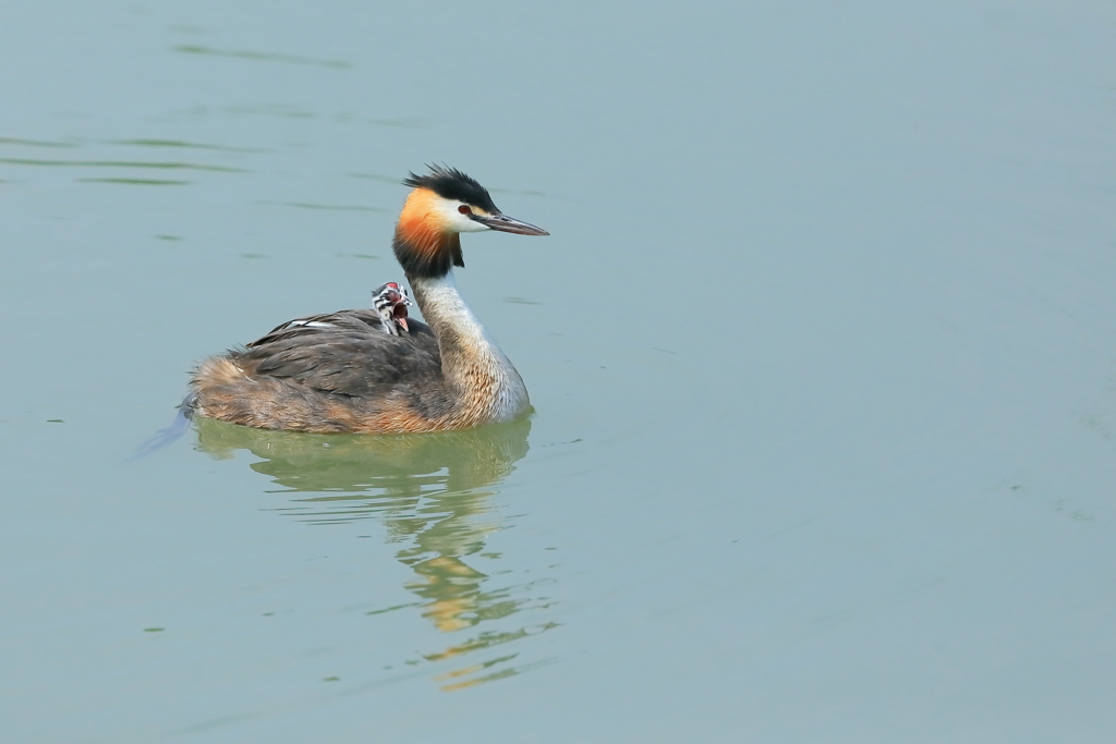 カンムリカイツブリ　20180628