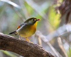 ソウシチョウ - 3  20200220