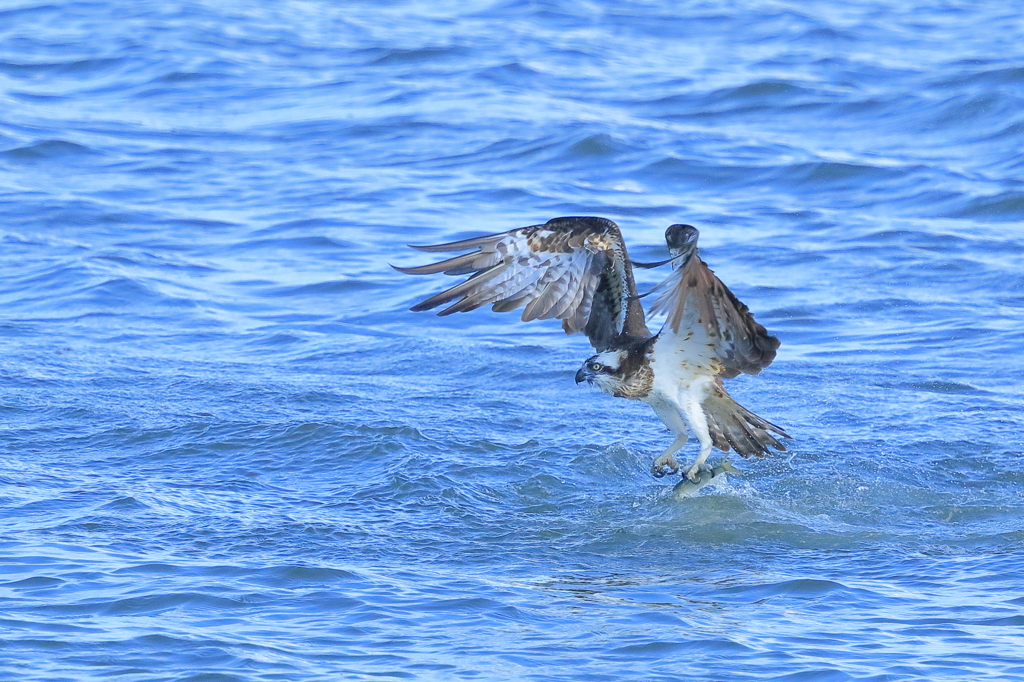 ミサゴ - 1  20181030