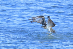 ミサゴ - 1 20181030