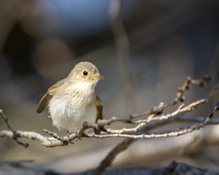 ニシオジロビタキ - 1  20200202