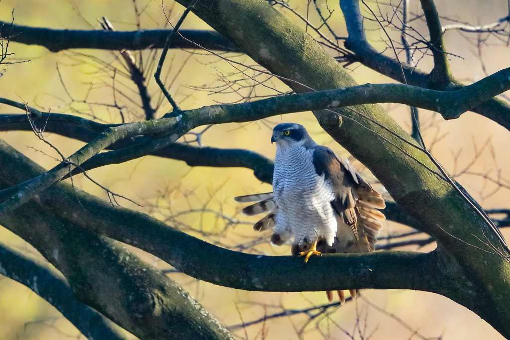 オオタカ　20180313