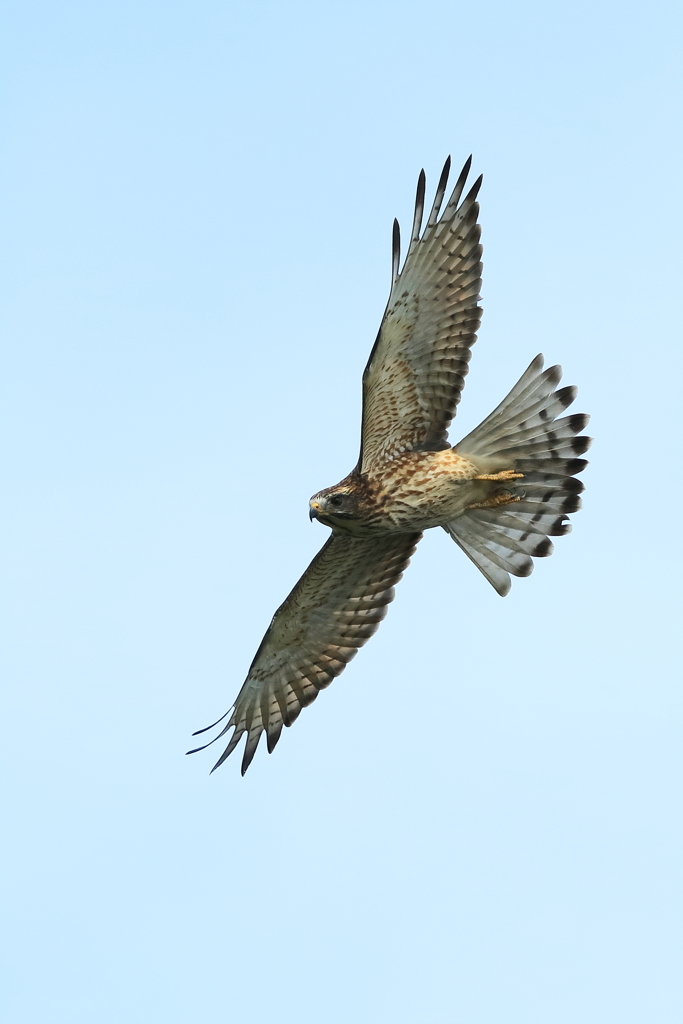 サシバですか？　20170930