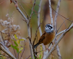 ホオジロ　20191218