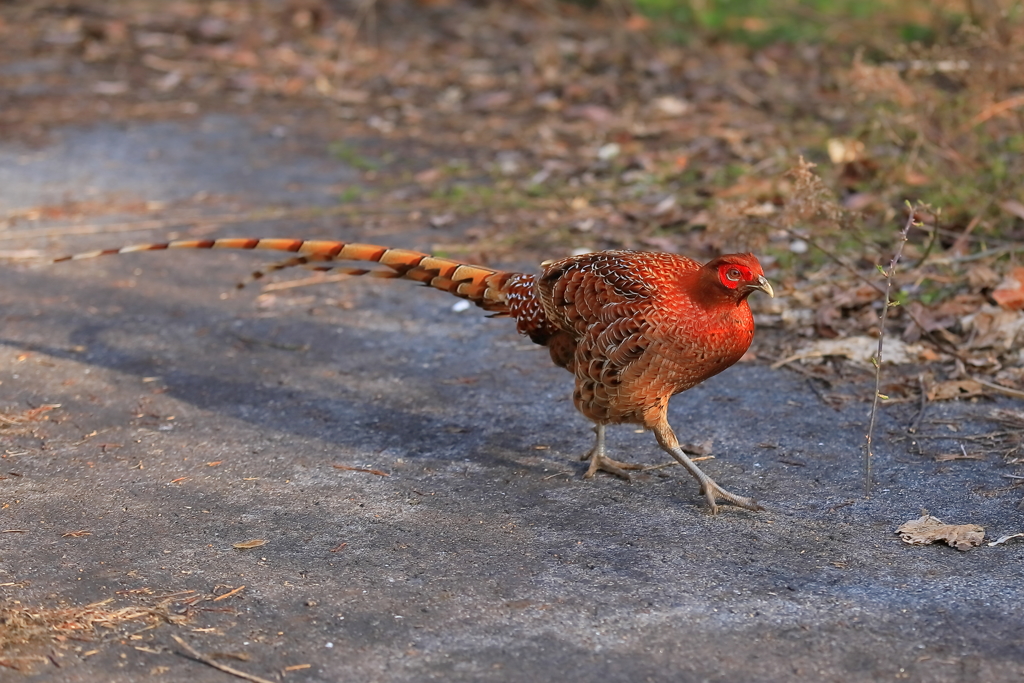 ヤマドリ -3 20180327
