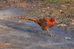 ヤマドリ -3 20180327