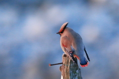 ヒレンジャク 2　20180214