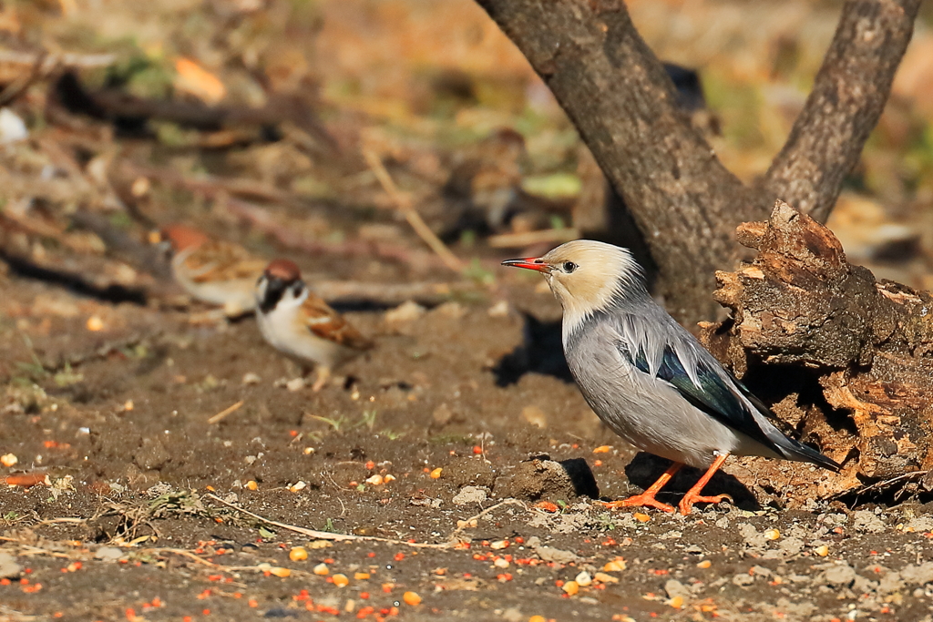 ギンムクドリ 1 20180211