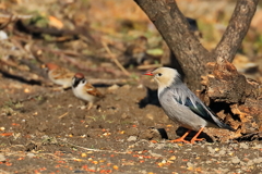 ギンムクドリ 1 20180211