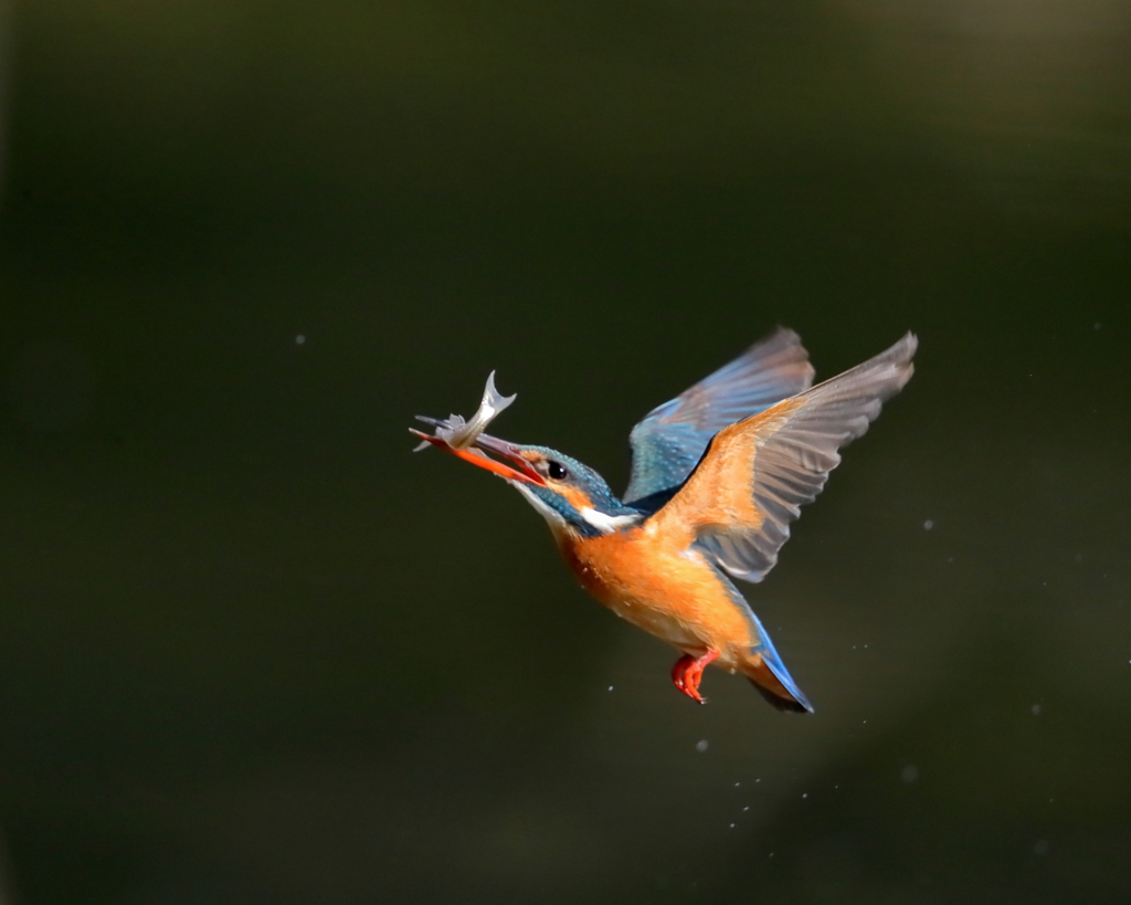 カワセミ - 1  20200212