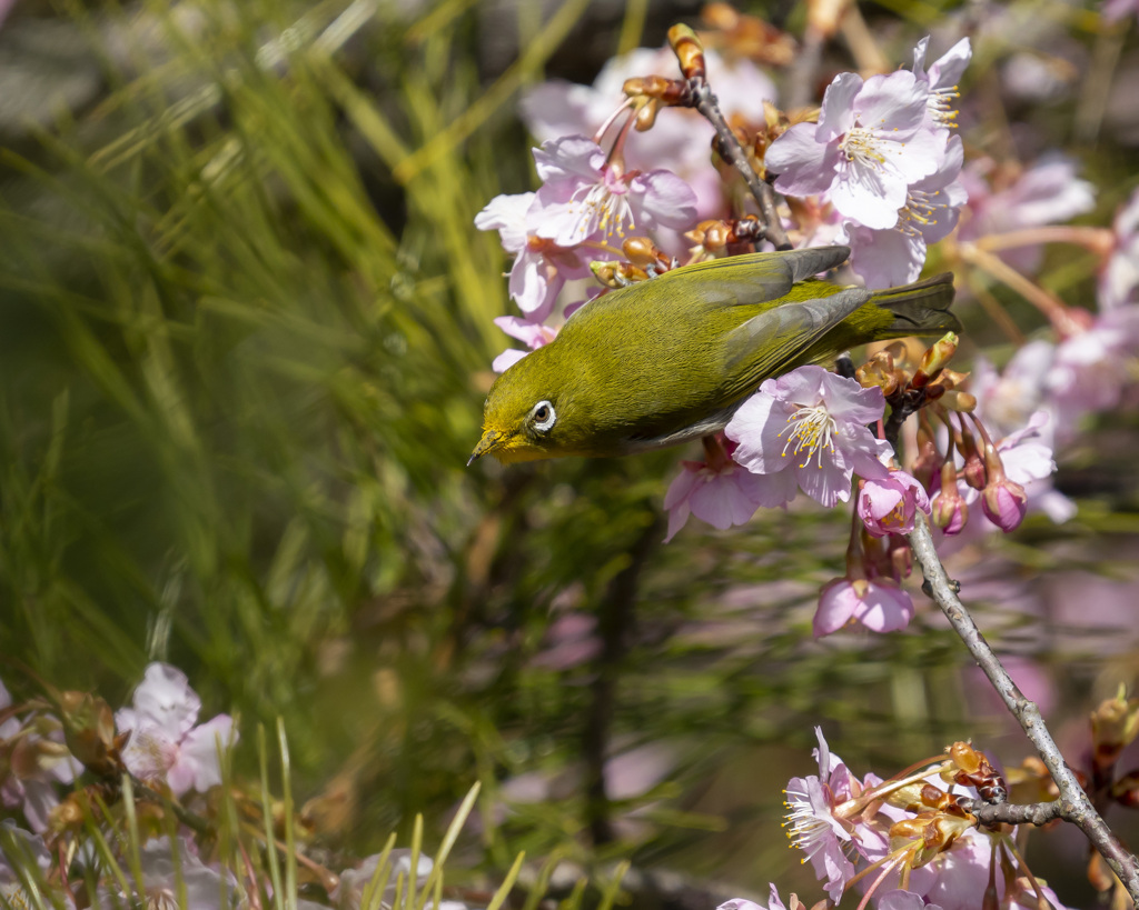 メジロ　20200224