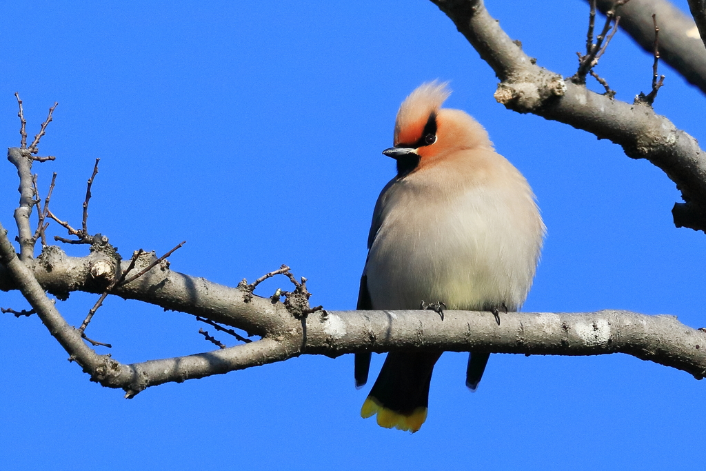 キ(黄)レンジャク 1 20180209