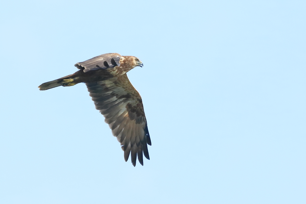 ノスリ(ですか？) - 1 20181019