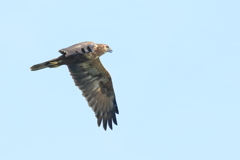 ノスリ(ですか?) - 1 20181019