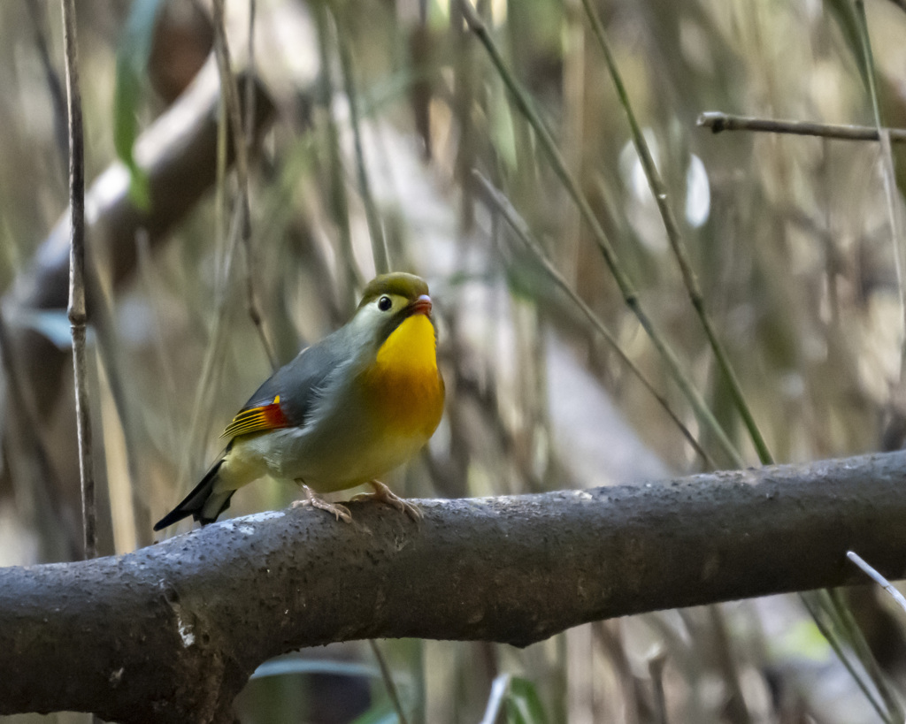 ソウシチョウ　20200224