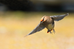 ヒレンジャク 1　20180214