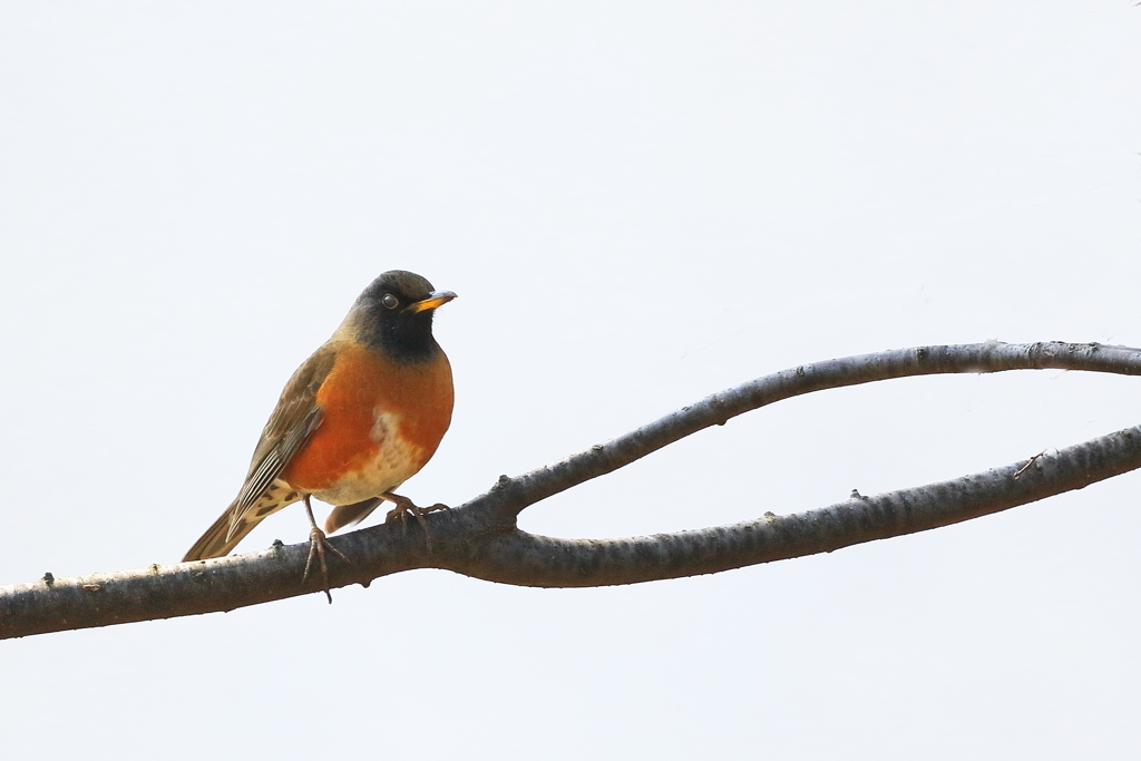 アカハラ -1　20180326