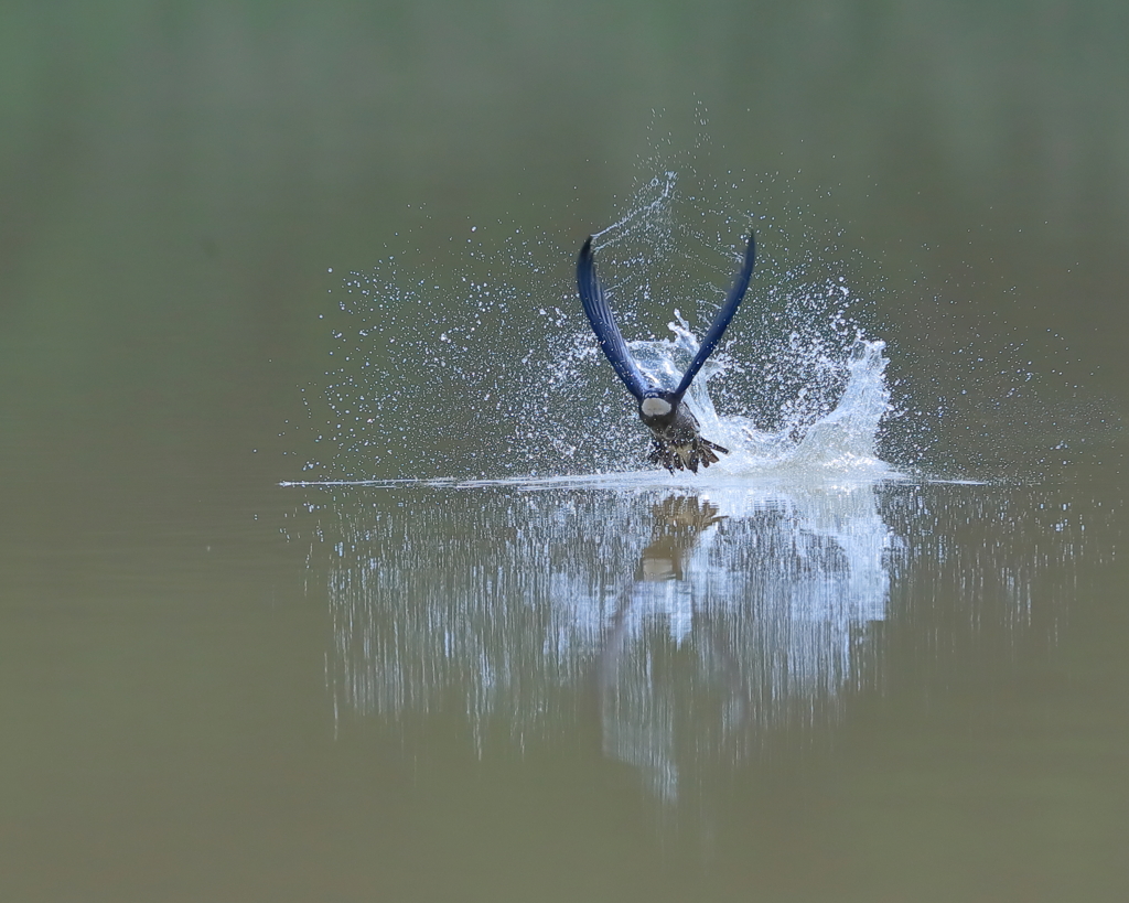ハリオアマツバメ - 3  20200616