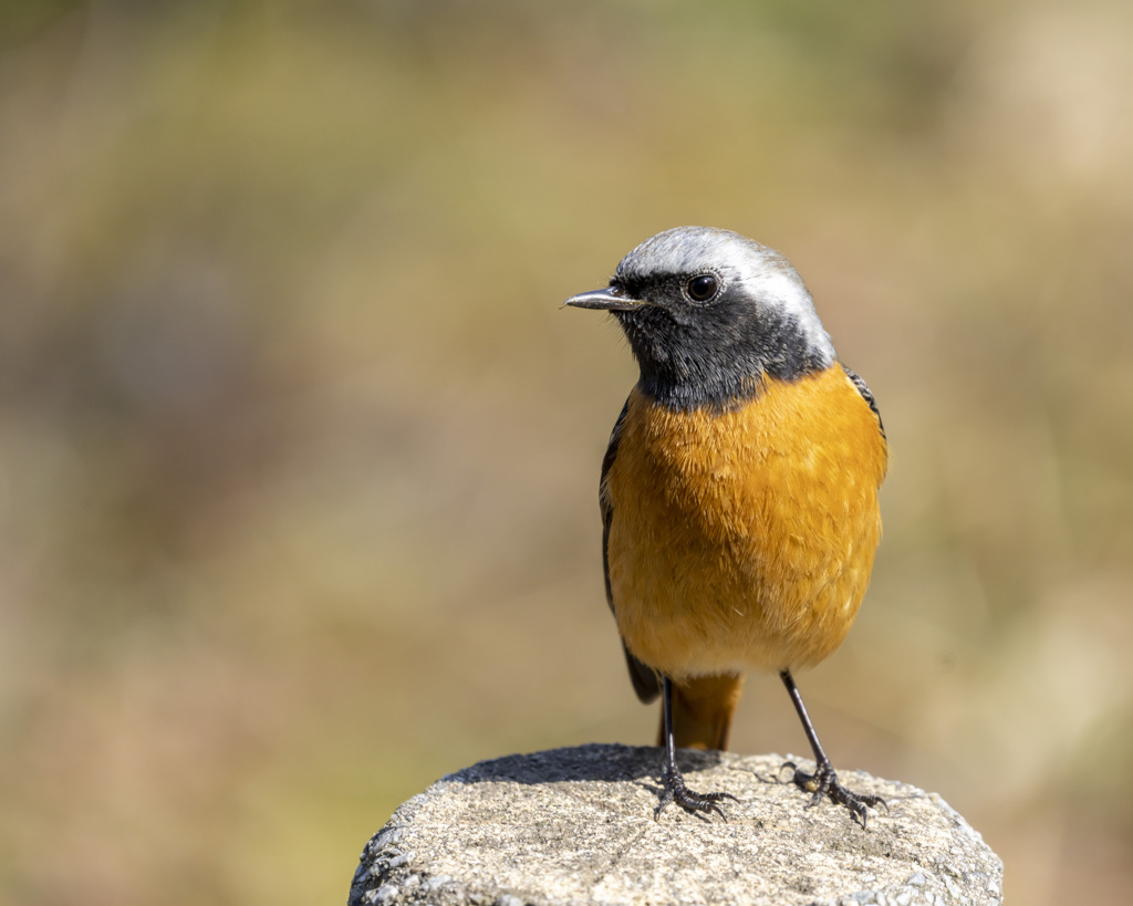 ジョウビタキ　20200217