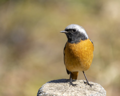 ジョウビタキ　20200217