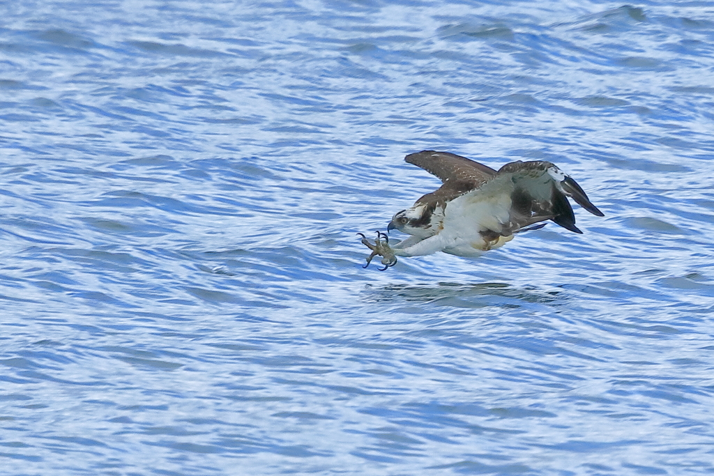 ミサゴ - 3  20181031