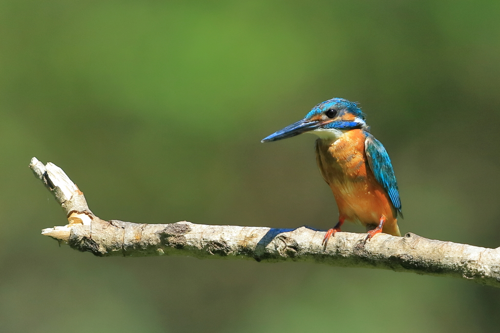 カワセミ　20180817