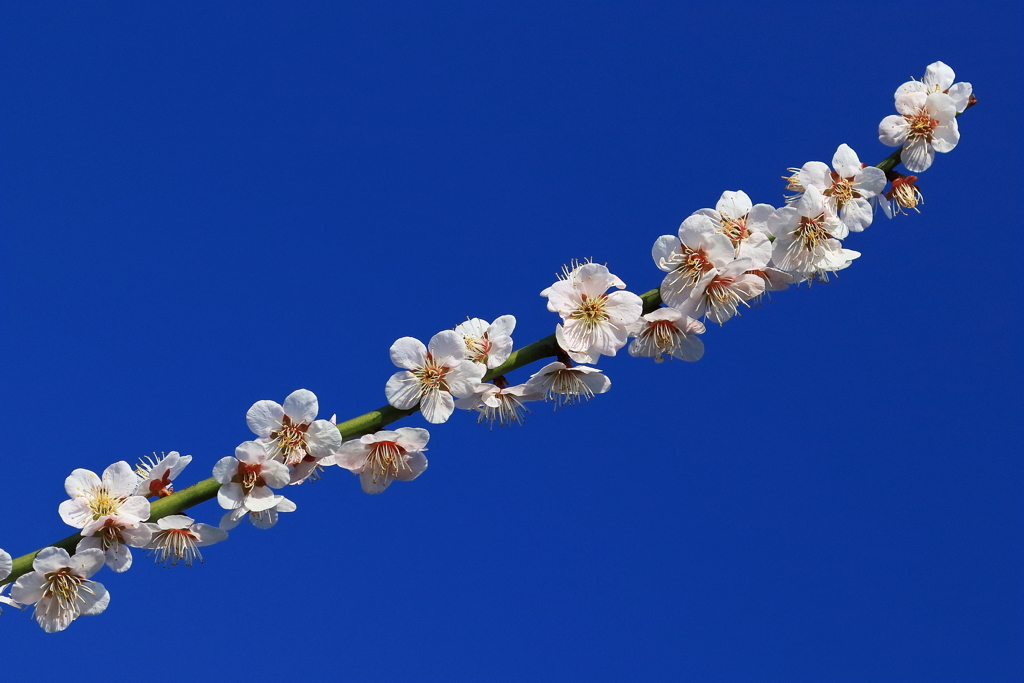 梅・フルーツパーク 20180317