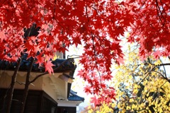 上田城と紅葉