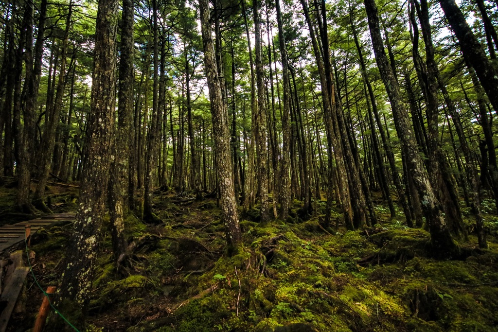 白駒池の苔林