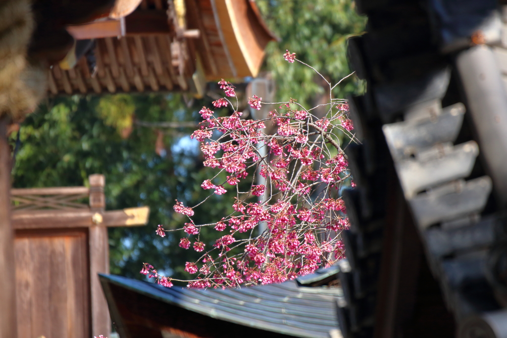佐々木さんの寒緋桜②