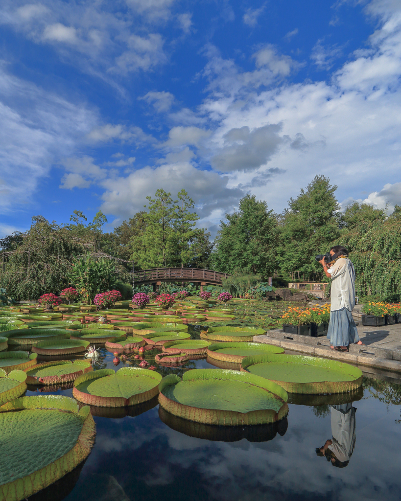 花影の池リフレクション