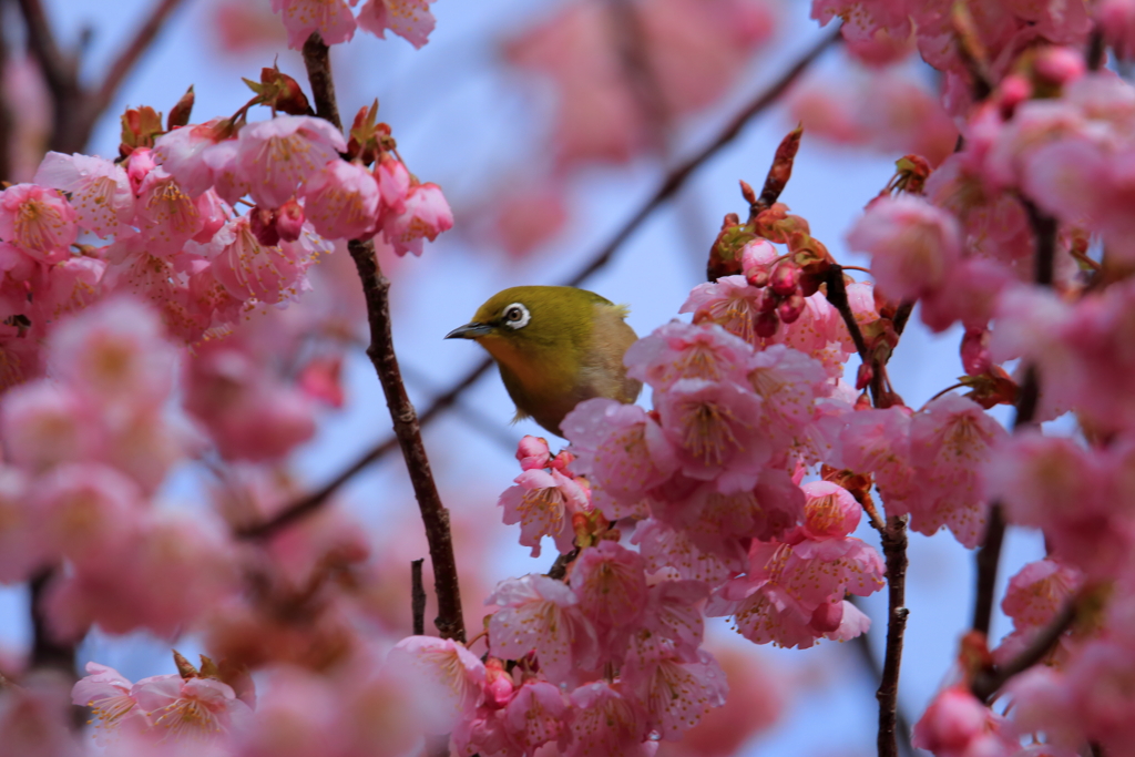 桜色の花目白