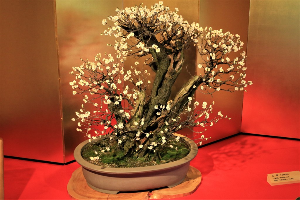 第66回長浜盆梅展①