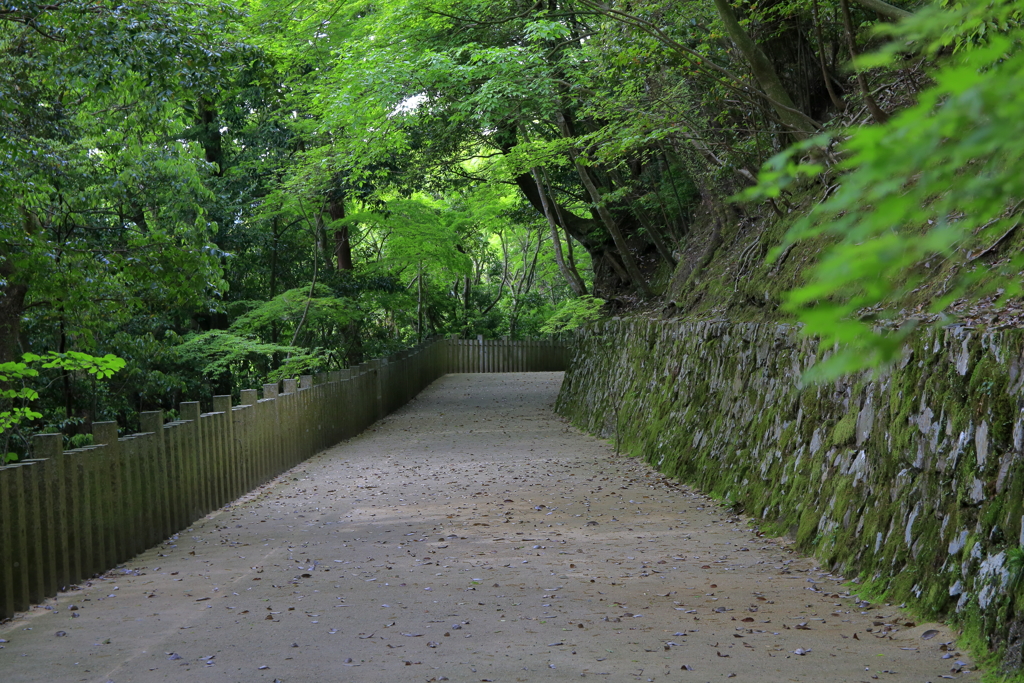 新緑のトンネル