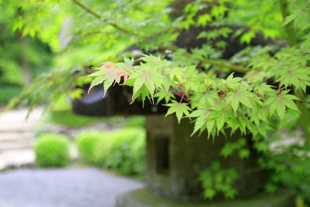 血染めの紅葉、準備中。