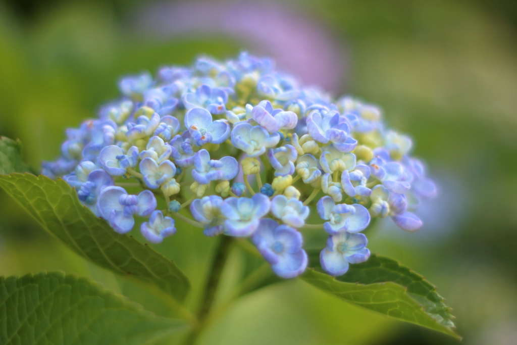 紫陽花①